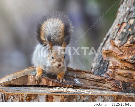 A squirrel sits on a stump and eats nuts in autumn. 112521649