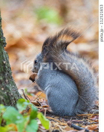 Autumn squirrel with nut sits on green grass with fallen yellow leaves 112521653