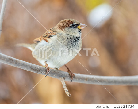 Sparrow sits on a branch without leaves. 112521734