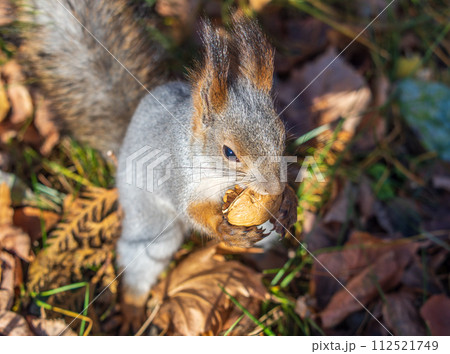 Autumn squirrel with nut sits on green grass with fallen yellow leaves 112521749
