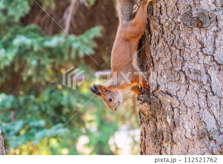 Squirrel sitting upside down on a tree trunk. The squirrel hangs upside down on a tree against colorful blurred background. Close-up. 112521762