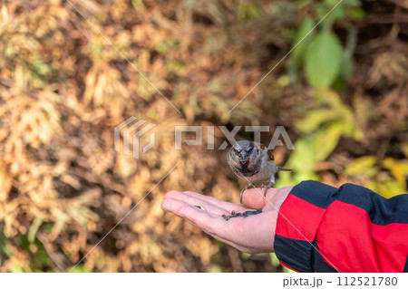 Sparrow eats seeds from a man's hand Sparrow eats seeds from a man's hand 112521780