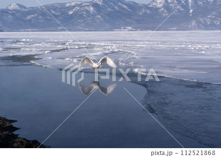 屈斜路湖の白鳥 112521868
