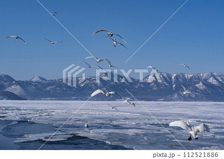 屈斜路湖の白鳥 屈斜路湖の白鳥 112521886
