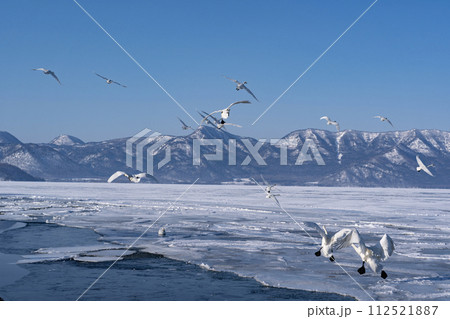 屈斜路湖の白鳥 屈斜路湖の白鳥 112521887