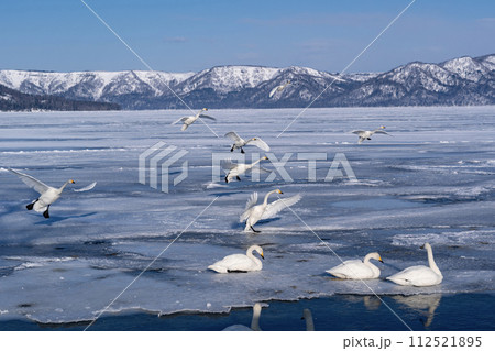 屈斜路湖の白鳥 屈斜路湖の白鳥 112521895