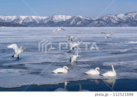 屈斜路湖の白鳥 112521896