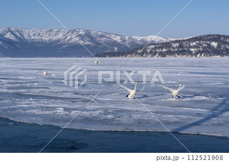 屈斜路湖の白鳥 112521908