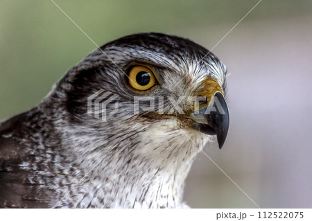 オオタカの精悍な顔立ち【タカ目タカ科】 112522075