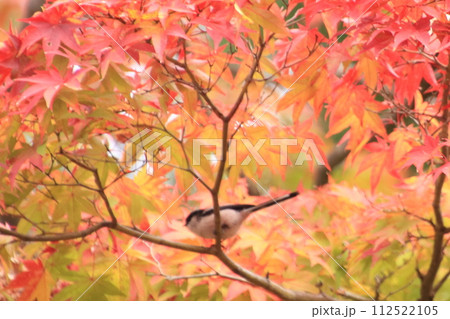 京都の紅葉 南禅寺 天授庵 京都の紅葉 南禅寺 天授庵 112522105