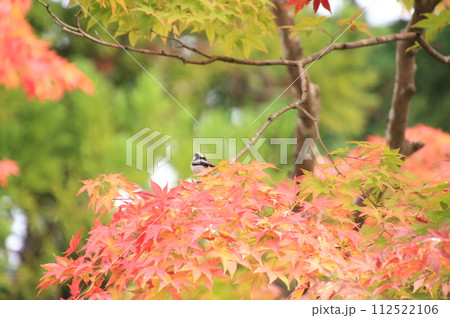 京都の紅葉 南禅寺 天授庵 京都の紅葉 南禅寺 天授庵 112522106
