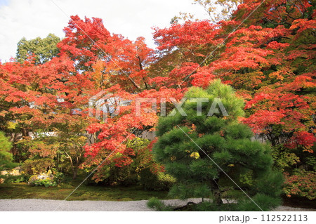 京都の紅葉 南禅寺 天授庵 京都の紅葉 南禅寺 天授庵 112522113
