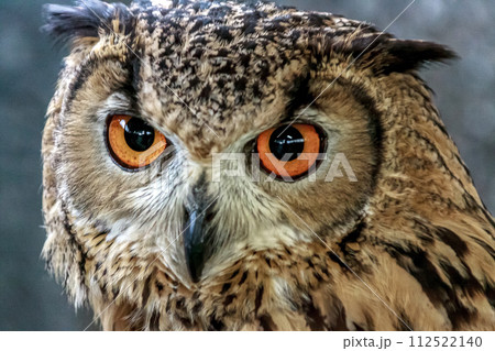 虹彩が鮮やかなベンガルワシミミズク【小型哺乳類】 虹彩が鮮やかなベンガルワシミミズク【小型哺乳類】 112522140