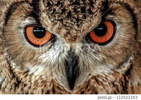 虹彩が鮮やかなベンガルワシミミズク【小型哺乳類】 112522163