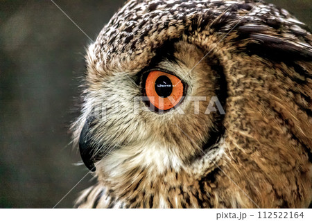 虹彩が鮮やかなベンガルワシミミズク【小型哺乳類】 112522164