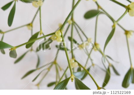 ヤドリギ 112522169