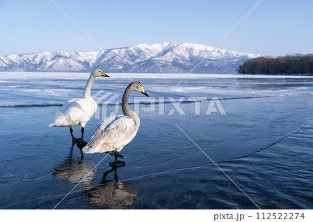 屈斜路湖の白鳥 屈斜路湖の白鳥 112522274