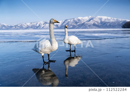 屈斜路湖の白鳥 屈斜路湖の白鳥 112522284