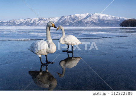 屈斜路湖の白鳥 屈斜路湖の白鳥 112522289