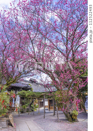八重の紅梅　隠れた梅の名所の下御霊神社 112522493