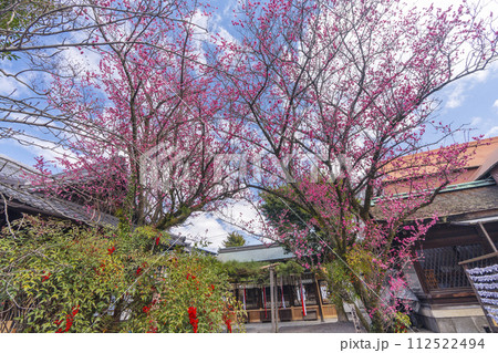 八重の紅梅 隠れた梅の名所の下御霊神社 八重の紅梅 隠れた梅の名所の下御霊神社 112522494