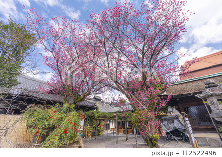 八重の紅梅　隠れた梅の名所の下御霊神社 112522496