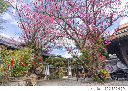 八重の紅梅 隠れた梅の名所の下御霊神社 八重の紅梅 隠れた梅の名所の下御霊神社 112522499