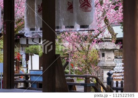 下御霊神社 拝殿越しに見える八重の紅梅 下御霊神社 拝殿越しに見える八重の紅梅 112522505