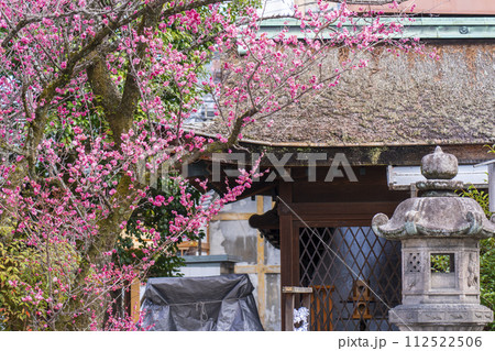 八重の紅梅　隠れた梅の名所の下御霊神社 112522506