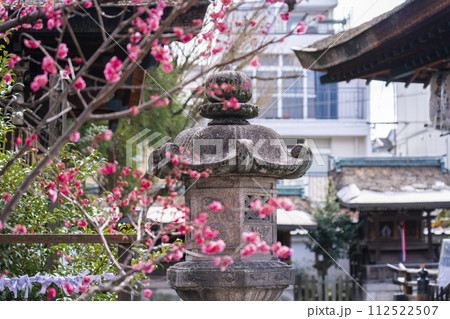 八重の紅梅　隠れた梅の名所の下御霊神社 112522507