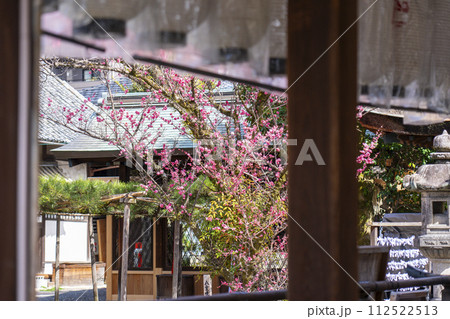 下御霊神社 拝殿越しに見える八重の紅梅 下御霊神社 拝殿越しに見える八重の紅梅 112522513