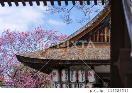 下御霊神社　神門越しに見える八重の紅梅 112522515