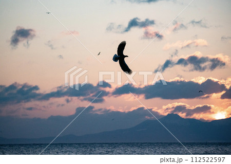 根室海峡の大鷲達 112522597