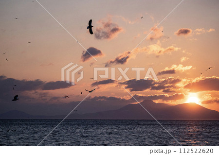 根室海峡の大鷲達 112522620