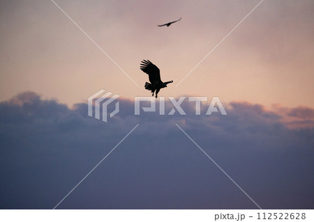 根室海峡の大鷲達 112522628