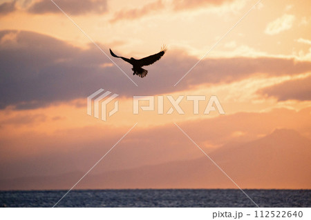 根室海峡の大鷲達 根室海峡の大鷲達 112522640