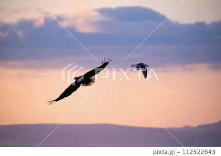 根室海峡の大鷲達 112522643