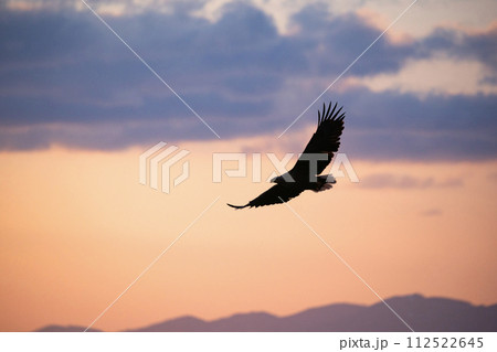 根室海峡の大鷲達 根室海峡の大鷲達 112522645
