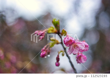 春まじかの総合グリーンセンター 112523193