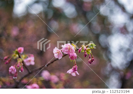 春まじかの総合グリーンセンター 112523194