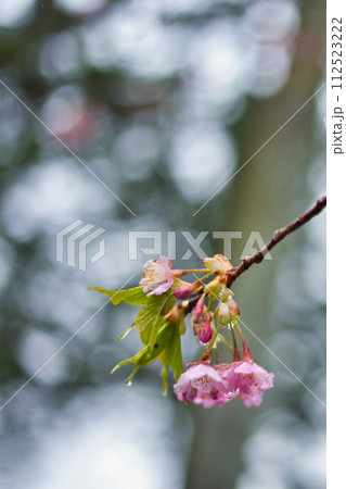 春まじかの総合グリーンセンター 112523222