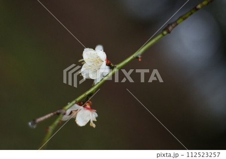 春まじかの総合グリーンセンター 112523257