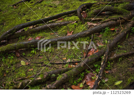 春まじかの総合グリーンセンター 112523269