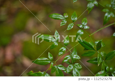 春まじかの総合グリーンセンター 112523276