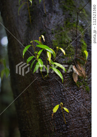 春まじかの総合グリーンセンター 112523360