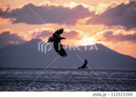 根室海峡の大鷲達 112523398