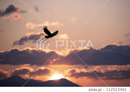 根室海峡の大鷲達 根室海峡の大鷲達 112523402