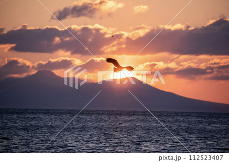 根室海峡の大鷲達 根室海峡の大鷲達 112523407