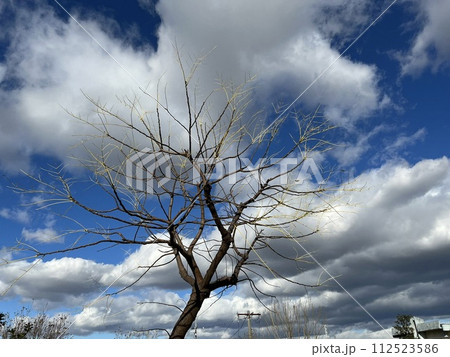 天を衝く樹 112523586