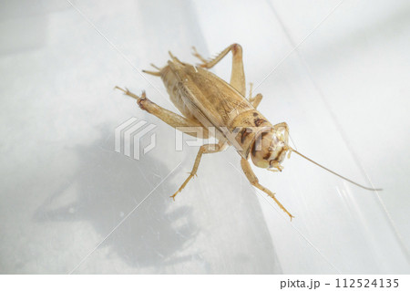 アルビノのヨーロッパイエコオロギ 112524135